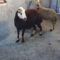 میش بره قوچ گوسفند