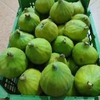 انجیر تازه نوبرانه درشت با ترازو دیجیتال