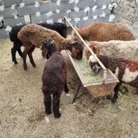 7راس بره و بزغاله. گله گرد کم جم، باب نگهداره