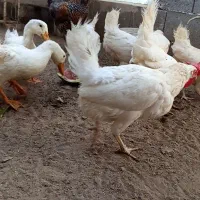 مرغ و خروس