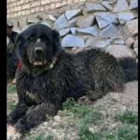 فروش یک قلاده سگ|سگ|لنجان, |دیوار