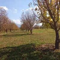 باغ سیب جوان، قابل معاوضه با واحد مسکونی یا تجاری