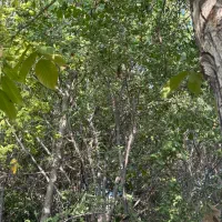 باغ مثمر دماوند انشعابات سند ششدانگ