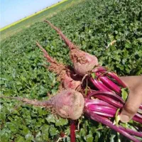 سرکارگر هستم