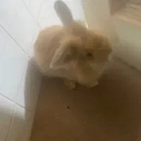 خرگوش