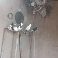 کفتر پرشی و جفتی چهارده تا|پرنده|اسفرورین, |دیوار