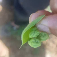 نخود مادری منصور|عمده‌فروشی|صحنه, |دیوار