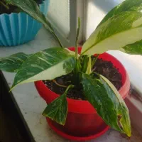 چند مدل گل|گل و گیاه طبیعی|کرج, حصارک بالا|دیوار