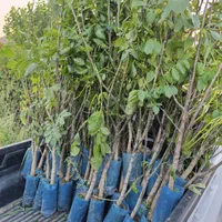 نهال گردوژنوتیپ برتر پیوندی خوشه ای ارسال رایگان|خدمات باغبانی و درختکاری|کرمانشاه, |دیوار