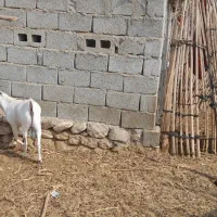 دوعددکهره ماده بایکی نر|حیوانات مزرعه|رویدر, |دیوار