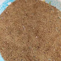 بذر یونجه مائوپا ایتالیایی