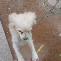 سگ پاکوتاه باهوش زیبا