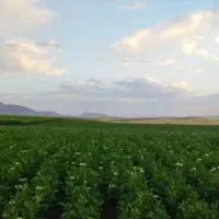 زمین اجاره سیر