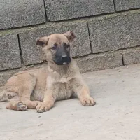 توله سگ سرابی نسل بزسرخواب