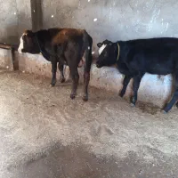 چهار عدد گوساله نر درجه یک به فروش میرسد