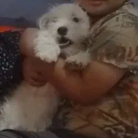 سگ گمشده|سگ|تربت جام, شهید مدرس|دیوار