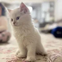 گربه بریتیش