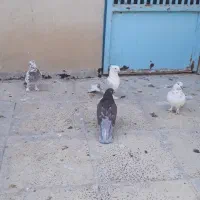 کفتر لانگفس|پرنده|تهران, سازمان آب|دیوار