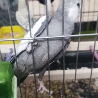 عروس هلندی مولد|پرنده|همدان, |دیوار