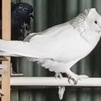 کفتر کاکلی پاپر نر|پرنده|شهریار, شهریار|دیوار