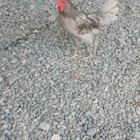 خروس