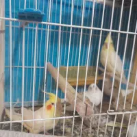عروس هلندی آلبینیوولوتینو آماده تخم|پرنده|مشهد, نوفل لوشاتو|دیوار
