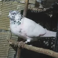 کبوتر کله دم سیا