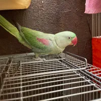 شاه طوطی یکساله