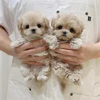 سگ maltipoo جیبی|سگ|تهران, جنت‌آباد جنوبی|دیوار
