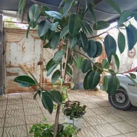 فیکوس|گل و گیاه طبیعی|اردبیل, |دیوار