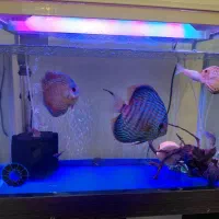 آکواریوم ماهیران به همراه میز و لوازم