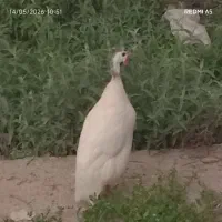 خروس شاخدار