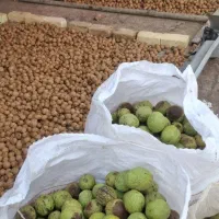 فروش گردو خشک
