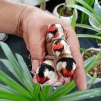 سهره داغسر (سرسیاه)|پرنده|مبارکه, |دیوار