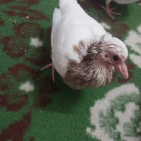 کبوتر(کفتر)جوجه طوقی