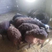 فروش بره نر