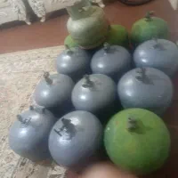 پکنیک سالم مفت مفت