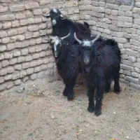 بزغاله چاق|حیوانات مزرعه|دهلران, |دیوار