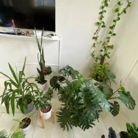 ۱۰ عدد گل طبیعی