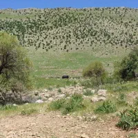 کود شیمیایی اوره