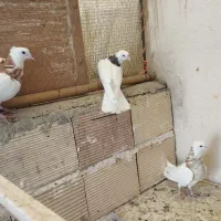 کبوتر طوقی|پرنده|پاکدشت, پاکدشت (مامازند)|دیوار