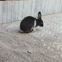 خرگوش|موش و خرگوش|یزد, |دیوار