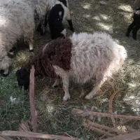 میش برع مادع