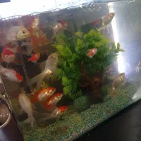 ماهی و آکواریوم