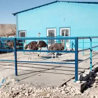 جذب نیروی وارد به کار در مرغداری صنعتی