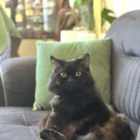 گربه پرشین نر جهت جفت گیری