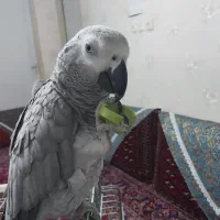 فروش کاسکو نابغه|پرنده|سمنان, |دیوار