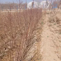 نهال بادام مامایی|خدمات باغبانی و درختکاری|شهرکرد, |دیوار