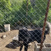 سگ نگهبان قدرجونی