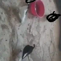 کبوتر کفتر رنگی خوب